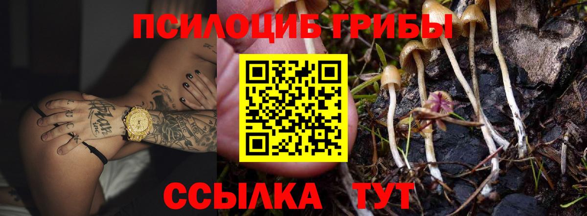 Псилоцибиновые грибы Cubensis  Вход с VPN  Сокол  Галлюциногенные грибы Psilocybine cubensis 